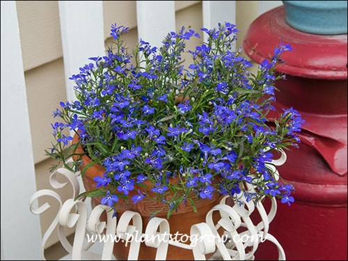 Lobleia Techno Heat Dark Blue was growing in an area that received about 3-4 hours of direct morning light and than shaded for the rest of the day.  We had a streak of very hot humid days and these plants struggled but survived.
